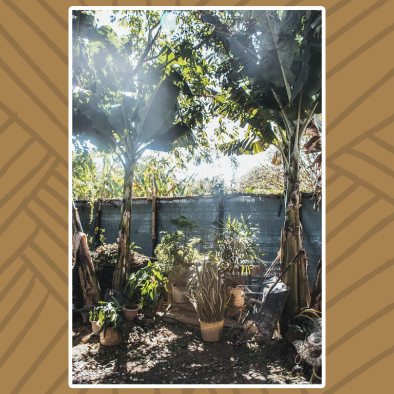 Para todos verem: Luz do sol irrompe sobre as folhas das bananeiras. Entre as bananeiras, vasos de plantas, com destaque para as espadas de são jorge.