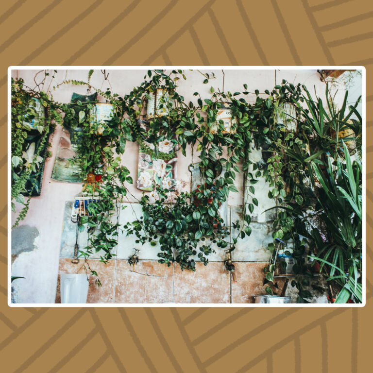 Para todos verem: A parede da varanda, de revestimento de cerâmica e ardósia verde, remete pelas suas cores a sensação de fundo rochoso. Latas enferrujadas, presas no alto da parede, abrigam plantas. De folhas em tom verde-vivo, que naturalmente pendem e se alongam pela parede.