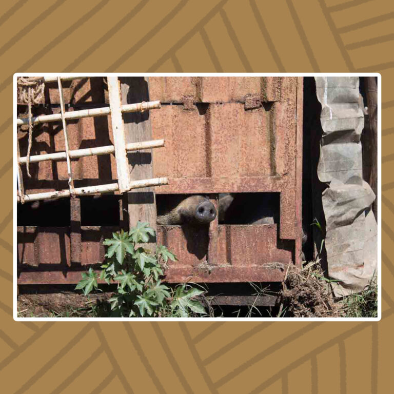 Para todos verem: Um conjunto de grades de ferro improvisadas compõe a contenção de um chiqueiro. Sobre a falha das grades, em um espaço quadriculado vazado, um curioso porco revela o seu focinho.